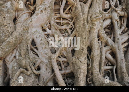 Die Fasilides Bad in Gondar Stockfoto