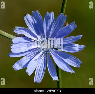 , Wegwarte Cichorium intybus, ist eine Wild- und Heilpflanze mit blauen Blueten. Die blueten sind essbar. Chicorée, Cichorium intybus, ist ein wildes und Med Stockfoto