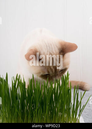 Katze frisst Gras. Katze ist das Essen von frischem grünem Gras. Cat grass, pet Gras. Natürliche hairball Behandlung, weiße, rote Katze das Essen von frischem Gras, grüner Hafer, Stockfoto
