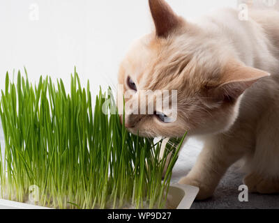 Katze frisst Gras. Katze ist das Essen von frischem grünem Gras. Cat grass, pet Gras. Natürliche hairball Behandlung, weiße, rote Katze das Essen von frischem Gras, grüner Hafer, Stockfoto