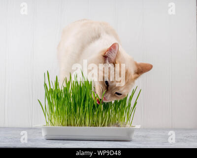 Katze frisst Gras. Katze ist das Essen von frischem grünem Gras. Cat grass, pet Gras. Natürliche hairball Behandlung, weiße, rote Katze das Essen von frischem Gras, grüner Hafer, Stockfoto