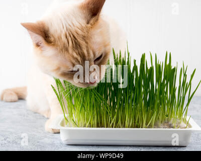 Katze frisst Gras. Katze ist das Essen von frischem grünem Gras. Cat grass, pet Gras. Natürliche hairball Behandlung, weiße, rote Katze das Essen von frischem Gras, grüner Hafer, Stockfoto