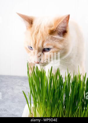 Katze frisst Gras. Katze ist das Essen von frischem grünem Gras. Cat grass, pet Gras. Natürliche hairball Behandlung, weiße, rote Katze das Essen von frischem Gras, grüner Hafer, Stockfoto