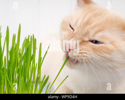 Katze frisst Gras. Katze ist das Essen von frischem grünem Gras. Cat grass, pet Gras. Natürliche hairball Behandlung, weiße, rote Katze das Essen von frischem Gras, grüner Hafer, Stockfoto