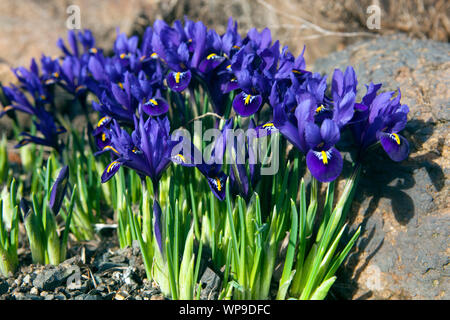 Iris reticulata Pixie Stockfoto