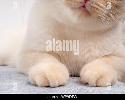 Detail Schuß von soft Cat Pfoten, beim Sitzen am Tisch, niedliche rote Fläche cat closeup Stockfoto