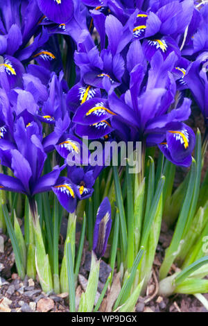 Iris reticulata Pixie Zwerg Iris Blume Stockfoto