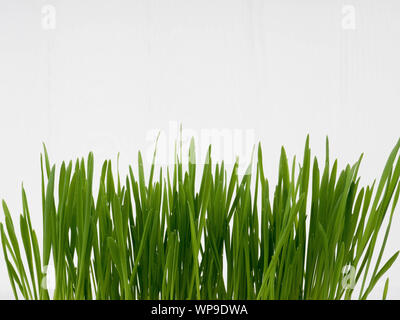 Pet-Gras, Katze, Gras, Schnittlauch Stockfoto