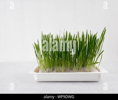 Pet-Gras, Katze, Gras, Schnittlauch Stockfoto