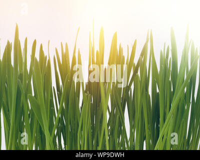 Pet-Gras, Katze, Gras, Schnittlauch Stockfoto