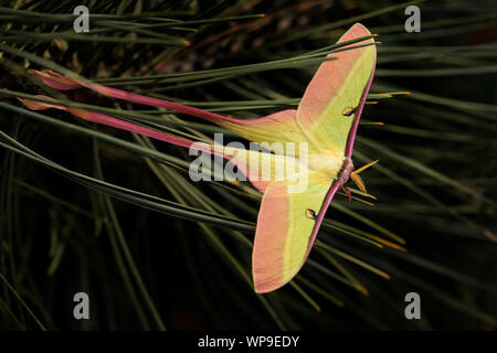 Chinesisch moon moth-Actias dubernardi, schöne iconic Motte von Chineese Wälder und Forsten. Stockfoto