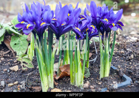 Iris reticulata Pixie Topf versenkter Behälter im Boden Stockfoto