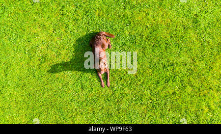 Luftbild ein brauner Labrador liegend ist eine Rasenfläche. Süße Schokolade Labrador Retriever in grüne Wiese Sommer Park. Oben Ansicht von einer Drohne. Stockfoto