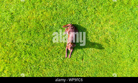 Luftbild ein brauner Labrador liegend ist eine Rasenfläche. Süße Schokolade Labrador Retriever in grüne Wiese Sommer Park. Oben Ansicht von einer Drohne. Stockfoto