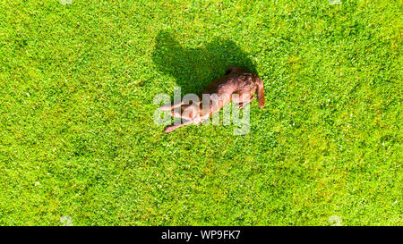 Luftbild ein brauner Labrador liegend ist eine Rasenfläche. Süße Schokolade Labrador Retriever in grüne Wiese Sommer Park. Oben Ansicht von einer Drohne. Stockfoto