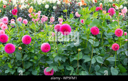 Rosa pom pom/ball Dahlien wachsen in einem Feld