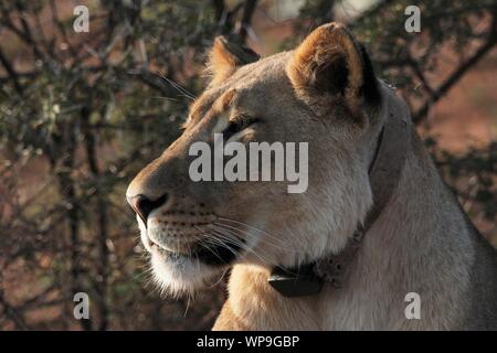 Löwin (Panthera leo) trägt ein Radio Kragen im Addo Elephant National Park Stockfoto