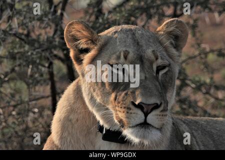 Löwin (Panthera leo) trägt ein Radio Kragen im Addo Elephant National Park Stockfoto