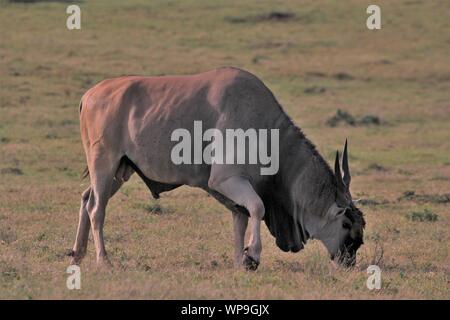 Cape Eland Stier (taurotragus Oryx) Im Grünland der Addo Elephant National Park, Südafrika Stockfoto