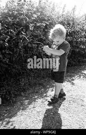 2 Jahre alter Junge Kommissionierung Brombeeren, Hampshire, England, Vereinigtes Königreich. Stockfoto