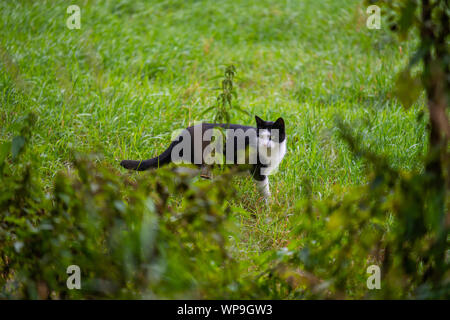 Eine Katze schleicht durch ein Feld auf der Suche nach Mäuse Stockfoto