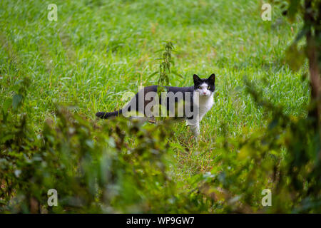 Eine Katze schleicht durch ein Feld auf der Suche nach Mäuse Stockfoto