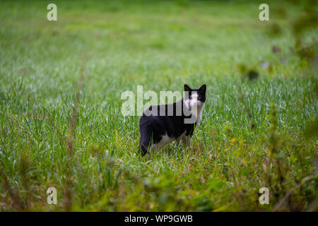 Eine Katze schleicht durch ein Feld auf der Suche nach Mäuse Stockfoto