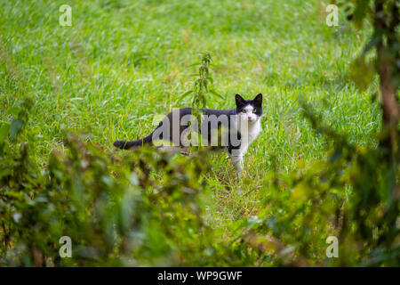 Eine Katze schleicht durch ein Feld auf der Suche nach Mäuse Stockfoto