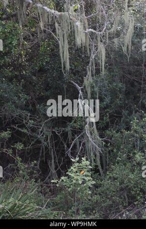 Old Man's Beard (Usnea lanceolata) in einem auwald bei Naturen, die Landung, Kenton-on-Sea, Eastern Cape, Südafrika Stockfoto