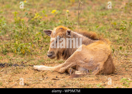 Ein junges Kalb Streifengnu (connochaetes Taurinus), Welgevonden Game Reserve, Südafrika. Stockfoto