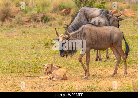 Ein neugeborenes Kalb (Gnus Connochaetes Taurinus) mit Mutter und Herde, Welgevonden Game Reserve, Südafrika. Stockfoto