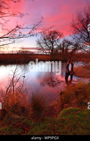 Baum und Pflanze Bewegung an einem windigen Tag mit einem herrlichen Sonnenuntergang auf dem Wasser spiegelt, County Durham, England, Vereinigtes Königreich. Stockfoto