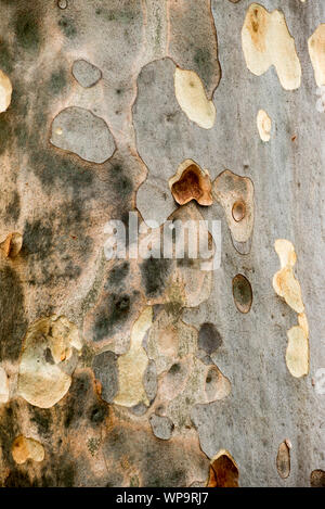 Eine von einer Serie von Nahaufnahmen eines Musters, das durch das Schälen der Rinde auf einem Eukalyptus-Flecked Gum (Corymbia maculata)-Wald in Bawley Point in Australien verursacht wurde Stockfoto