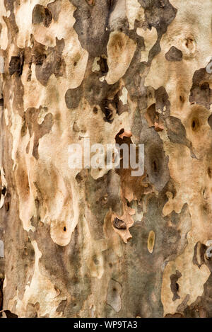 In einer Reihe von Nahaufnahmen von einem Muster, das durch abblätternde Rinde eines Spotted Gum (Corymbia maculata) Wald in Eberswalde Point in Australien verursacht Stockfoto