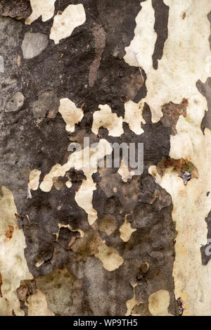 Eine von einer Serie von Nahaufnahmen eines Musters, das durch das Schälen der Rinde auf einem Eukalyptus-Flecked Gum (Corymbia maculata)-Wald in Bawley Point in Australien verursacht wurde Stockfoto