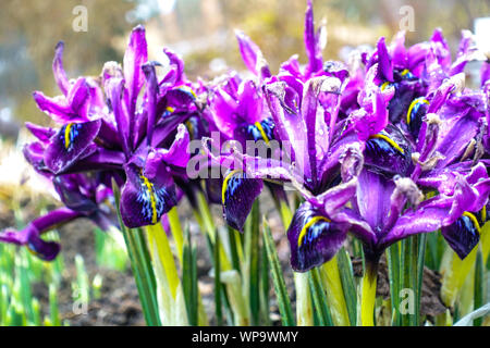 Iris reticulata 'George'-Gruppe von Blumen Stockfoto