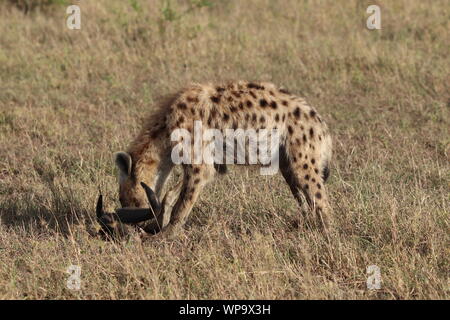 Tüpfelhyäne Fütterung auf einem alten Schädel, Masai Mara National Park, Kenia. Stockfoto