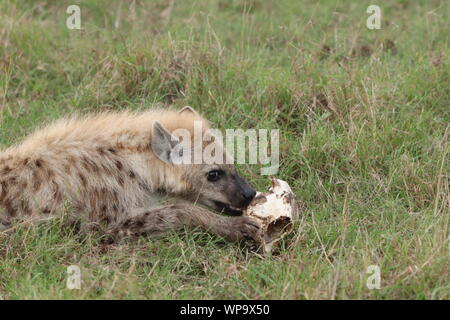 Tüpfelhyäne Fütterung auf einem alten Schädel, Masai Mara National Park, Kenia. Stockfoto