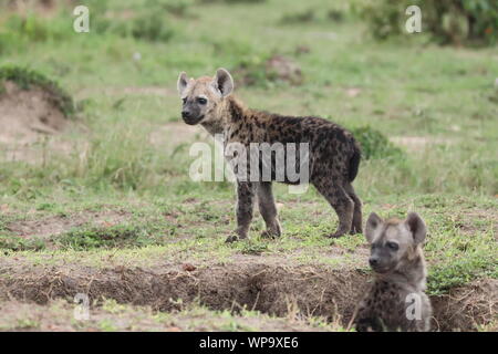 Hyäne Jungen durch ihre Höhle entdeckt, Masai Mara National Park, Kenia. Stockfoto