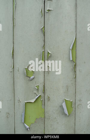 Grüne Farbe abblättern aus einem alten hölzernen Tür. Dreckig, verfallende, flockig, Detail für Hintergrund Textur Stockfoto