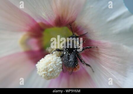 Makrolinsenaufnahme einer Hummel mit Pollen in einer Stockrosenblüte. Stockfoto