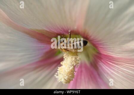 Mit Stockrosenblüte Makrolinsenaufnahme einer Honigbiene. Stockfoto