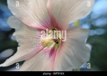 Mit Stockrosenblüte Makrolinsenaufnahme einer Honigbiene. Stockfoto