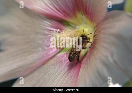 Mit Stockrosenblüte Makrolinsenaufnahme einer Honigbiene. Stockfoto