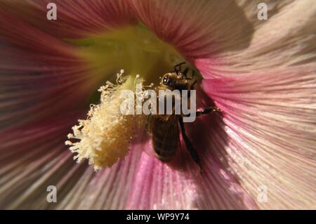 Mit Stockrosenblüte Makrolinsenaufnahme einer Honigbiene. Stockfoto