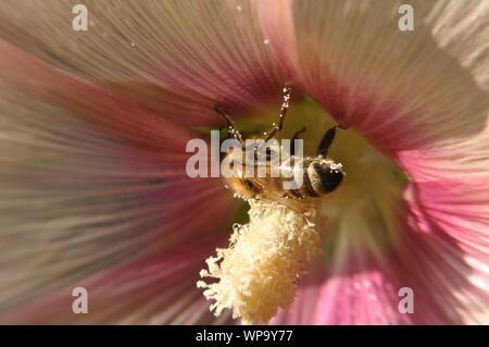 Mit Stockrosenblüte Makrolinsenaufnahme einer Honigbiene. Stockfoto