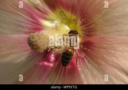 Mit Stockrosenblüte Makrolinsenaufnahme einer Honigbiene. Stockfoto