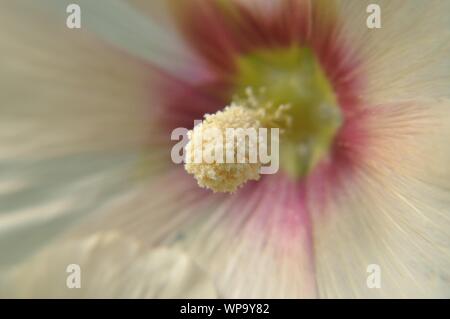 Makrolinsenaufnahme einer Stockrosenblüte mit Pollen. Stockfoto