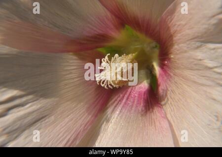 Makrolinsenaufnahme einer Stockrosenblüte mit Pollen. Stockfoto