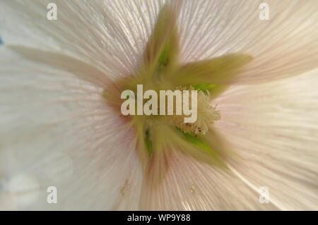 Makrolinsenaufnahme einer Stockrosenblüte mit Pollen. Stockfoto